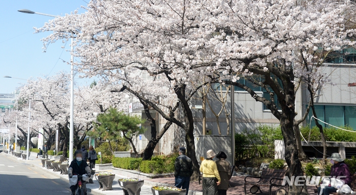 완연한 봄 날씨가 이어지고 있는 지난 27일 전북 전주시 덕진구 벚꽃로에 벚꽃이 만개해 있다.