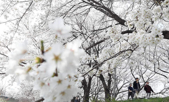  지난 30일 세종시 조치원읍 조천변에서 시민들이 만개한 벚꽃을 보며 포근한 봄날씨를 즐기고 있다..