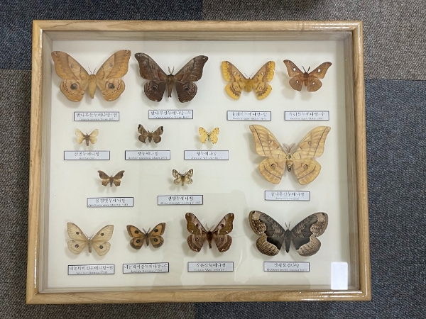 가거도 곤충표본 (사진제공 = 신안군)
