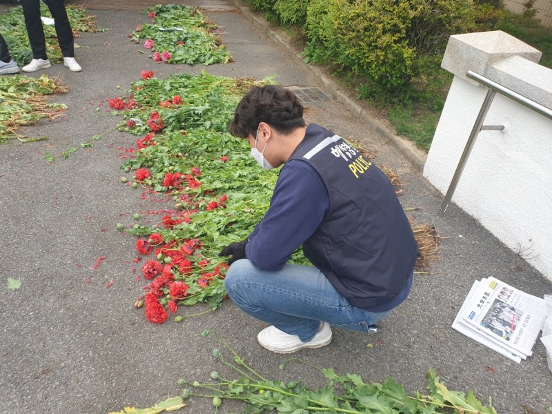 대마·양귀비 밀경사범 집중단속 (사진제공 = 태안해양경찰)