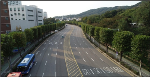 연수구 비류대로 버즘나무(2018년) / 제공:인천시