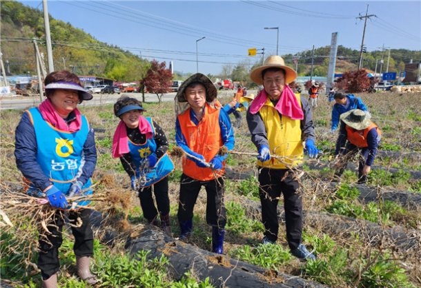 국가철도공단 충청본부 이현철 재산지원처장(오른쪽 첫 번째)과 농협중앙회 대전본부 관계자들이 함께 농촌일손돕기 활동 중 고추대 뽑기를 하고 있다.
