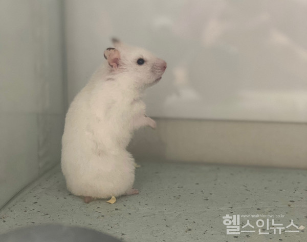 햄스터.(사진제공:잠실동물병원)