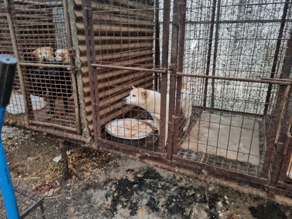 경기도 특사경, 파주시 육견농장 잔인한 개 도살 현장 적발