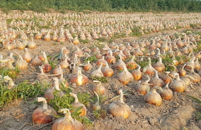 양파 밭 수확 전 모습 (사진제공 = 무안군)