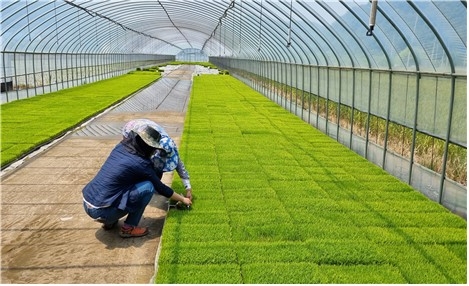 벼 육묘 현장지도 (사진제공 = 화순군)