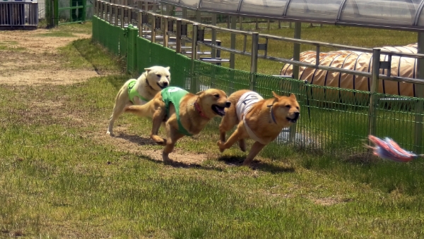 2023 대한민국 진도개 페스티벌 개최 (사진제공 = 진도군)