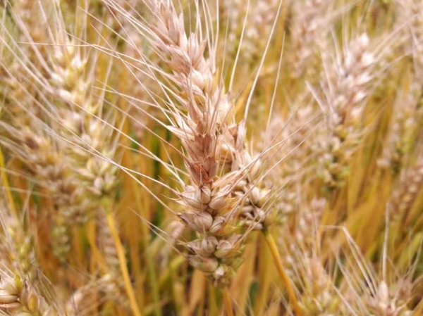 붉은곰팡이병 (사진제공 = 무안군)