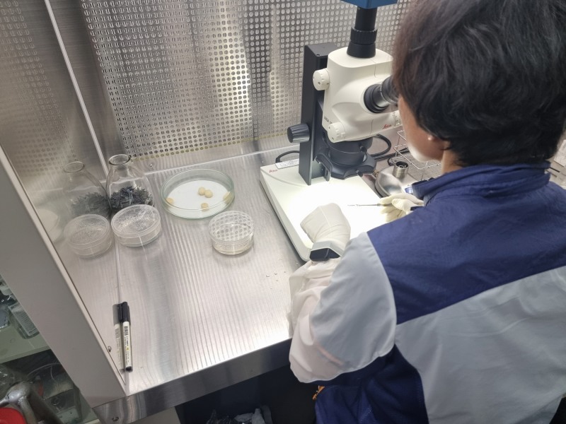 우량종구 조직배양 (사진제공 = 해남군)