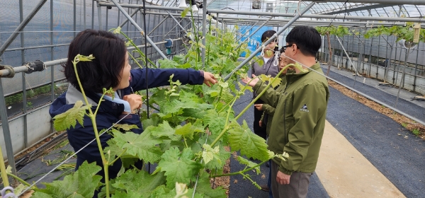 고품질 샤인머스켓 생산 (사진제공 = 함평군)