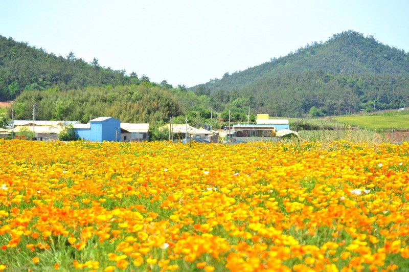 지도선도 금영화 / 사진=신안군 제공