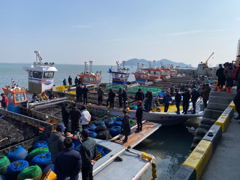 물김 생산 (사진제공 = 진도군)