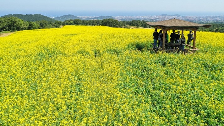 맑은 날씨를 보인 25일 오전 제주시 오라동 중산간 들판에 봄꽃인 유채꽃이 활짝 피어 시선을 사로 잡고 있다.