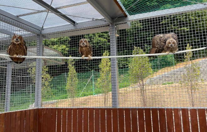 경기도 야생동물구조관리센터로 구조된 어린 수리부엉이 / 사진=경기도 야생동물구조관리센터 제공