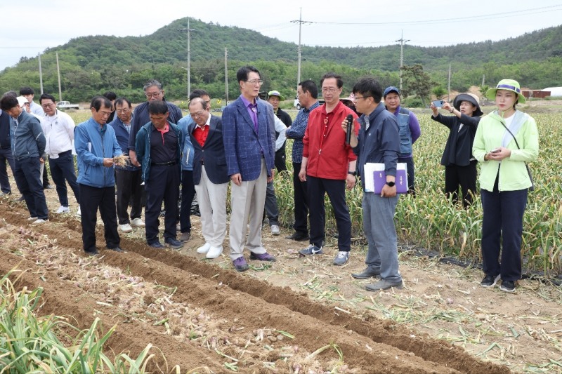 신안군은 지난 26일 마늘 수확 기계화 현장 연시회를 개최했다. 박우량 신안군수(가운데)가 관계자와 대화를 나누고 있다. / 사진=신안군 제공