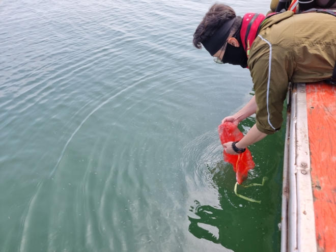 지난해 주꾸미 방류 사진 / 사진=경기도 제공