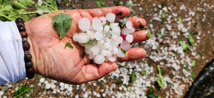 지난 11일 오후 충북 제천시 금성면에 지름 1㎝ 정도의 우박이 내려 농작물 피해가 발생했다. (사진=독자 제공)