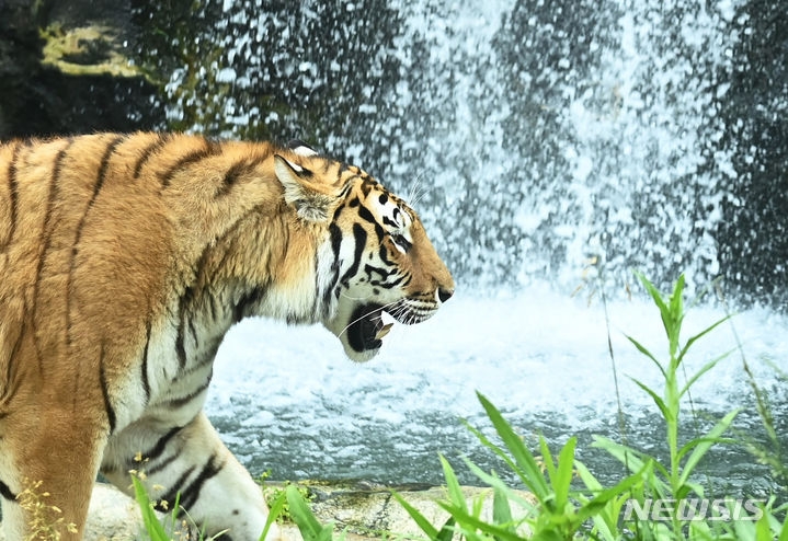 초여름 날씨를 보인 전날 경기도 용인에버랜드에서 한국호랑이가 시원하게 쏟아지는 폭포 앞을 지나가고 있다.