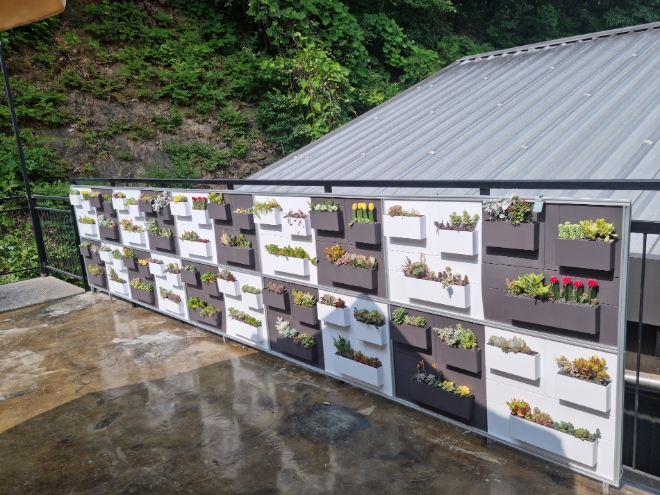 벽면녹화+패널(일리에콩브레) / 사진=경기도농업기술원 제공