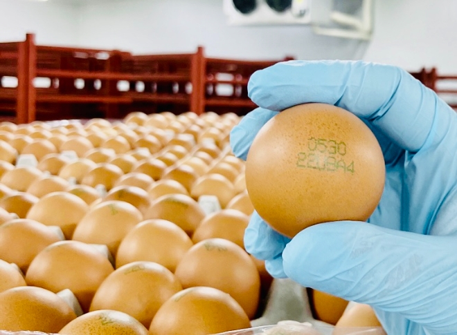 달걀수거 점검 / 사진=경기도동물위생시험소 제공
