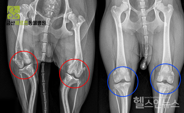 강아지슬개골탈구수술전후다리뼈X-ray사진(제공:금산헤르쯔동물병원)