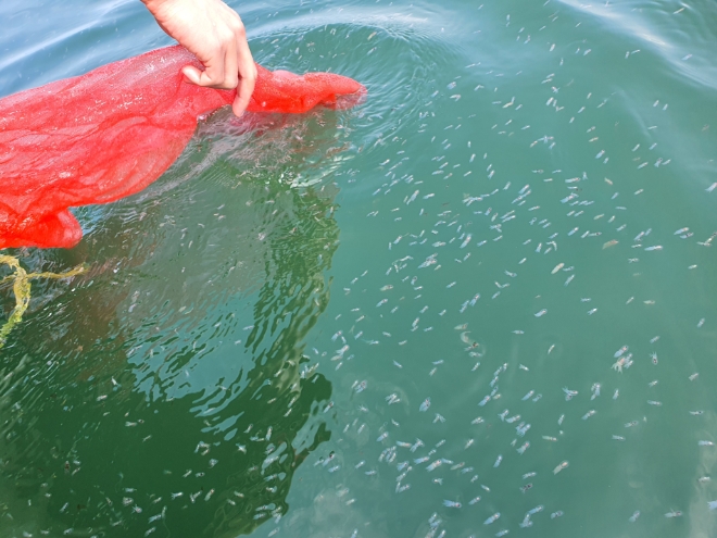 갑오징어 방류 모습. / 사진=경기도 제공