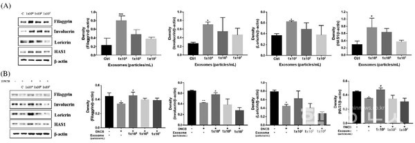 피부섬유아세포유래엑소좀이피부장벽과관련한바이오마커발현에미치는영향평가