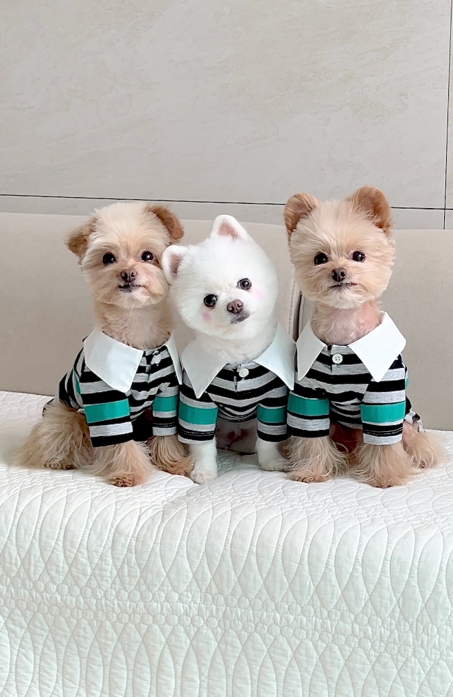 에어서울은 신규 로고 상품 3종을 출시한다고 5일 밝혔다. 사진은 에어서울 펫티셔츠를 착용한 모델들의 모습. (사진 = 에어서울 제공)