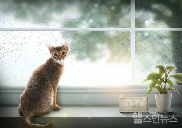 클립아트코리아