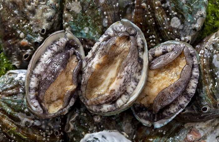 완도 전복 / 사진=완도군 제공