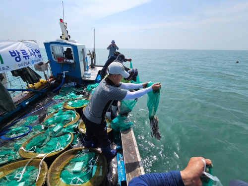 방류사업 / 사진=진도군 제공