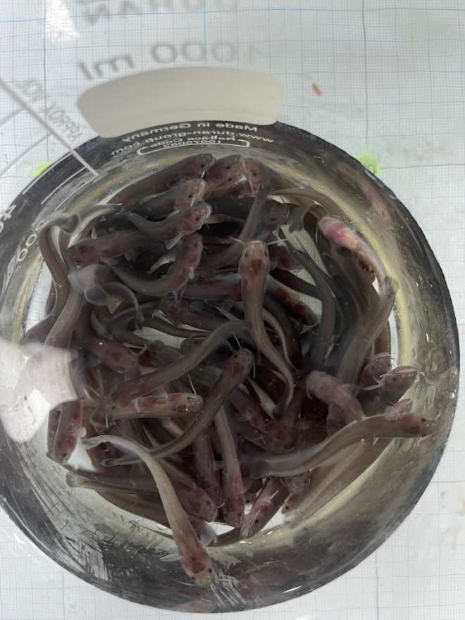 미유기치어(사진=경기도)