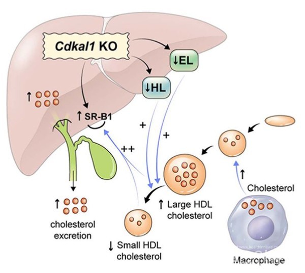Cdkal1제거마우스에서콜레스테롤배출촉진과정.말초세포에서콜레스테롤을넘겨받은HDL대사가조절되는동시에간표면에증가한SR-B1에콜레스테롤전달이늘어난다
