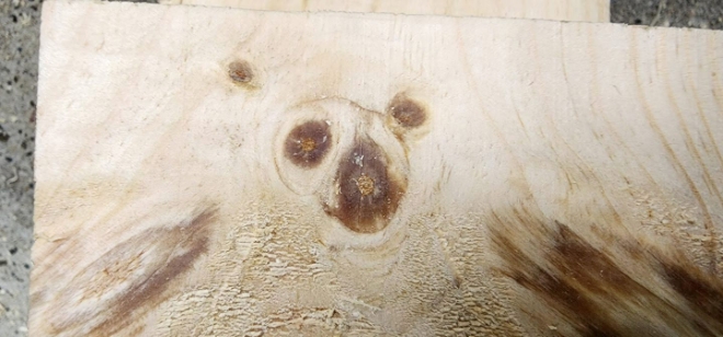 평창직업한옥학교에서 지난 5월말 44기 한옥반 학생들이 소나무부재를 깍던중 반달곰 문양이 출현했다. 현재 반달곰을 우리나라에서 멸종위기를 겪고 있어 산림청이 개체를 늘려 자연상태 복원사업을 진행하고 있다.(사진=김형운 기자)