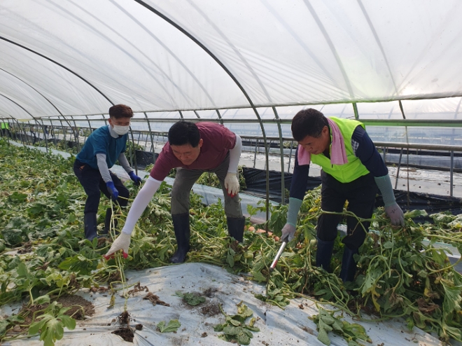 신영수 농업농촌지원본부 상무 및 농협 임직원은 21일 충남 부여군에서 집중호우 피해농가 복구지원 일손돕기를 실시했다. / 사진=농협 제공