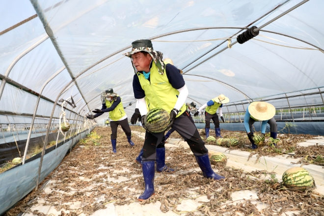 조소행 농협 상호금융대표이사가 침수된 비닐하우스 안에서 수박을 걷어내고 있다. / 사진=농협 제공