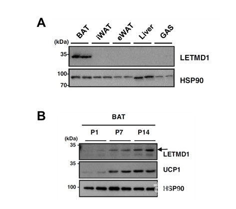 LETMD1단백질이갈색지방에서특이적으로발현함을확인