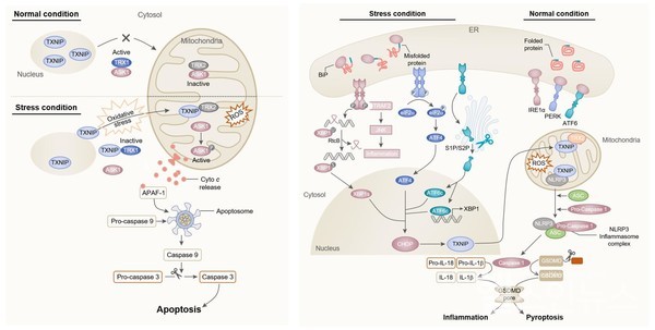 ‘TXNIP(티오레독신상호작용단백질)’의산화적스트레스및염증반응조절기전요약정리한논문모식도(케이메디허브제공)