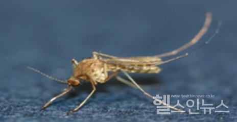 일본뇌염매개모기인'작은빨간집모기'(출처:질병관리청)