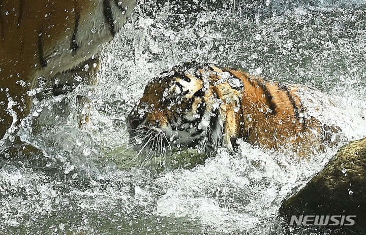 전국 대부분의 지역에 폭염 특보가 내려진 28일 경기도 용인시 에버랜드 타이거밸리에서 한국호랑이가 폭포에서 더위를 식히고 있다. 내일은 호랑이의 멸종위기를 알리고 보전의식을 높이기 위해 제정된 세계 호랑이의 날이다.