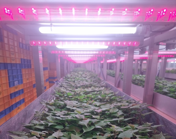 농업기술센터 조직배양묘 배양 / 사진=해남군 제공