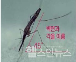 말라리아매개모기인얼룩날개모기암컷성충사진(출처:질병관리청)