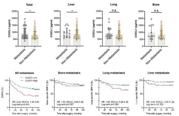 혈액내CX3CL1의수치와유방암의간,폐,뼈로의원격전이분석;혈액내CX3CL1의수치가높을수록간전이율이증가하고이에따른간전이에대한사망률이증가하는것을확인했다.폐와뼈전이와사망률과는관련없음을확인