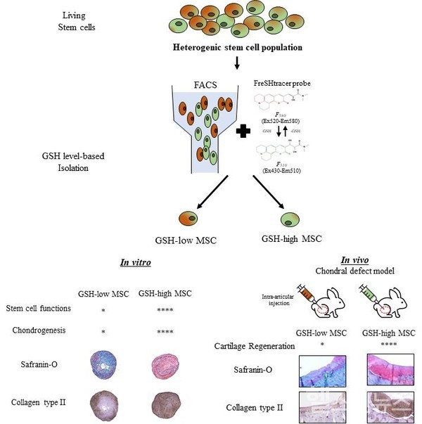 성능적으로균일하지않은줄기세포집단에서형광표지자(FreSHtracerprobe)를사용하여세포내GSH레벨에따라중간엽줄기세포를선택적분리가가능함을보여주었고,이렇게분리한GSH레벨이높은고기능성줄기세포는줄기세포능,연골분화능및생체내연골재생능등이우수함확인(출처:Choetal.,2023,BiomaterialsResearch)