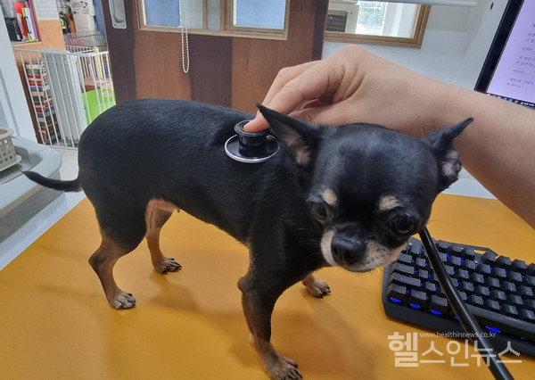 반려동물은온몸이털로둘러싸여있고땀샘도적어더위에약하다(사진출처:돌봄동물병원)