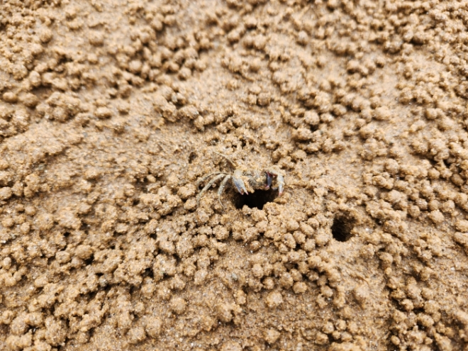 발콩게 서식 사진 / 사진=경기도 제공