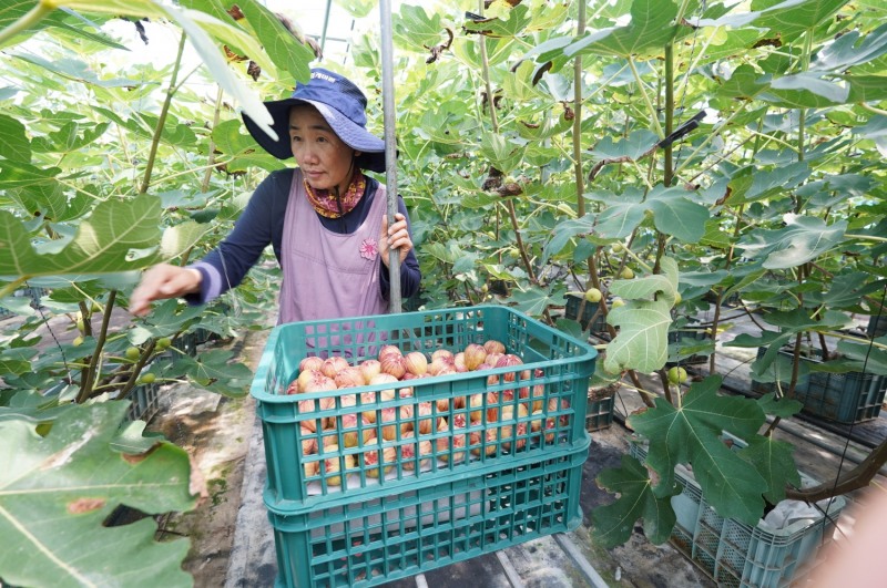 무화과 수확 / 사진=해남군 제공