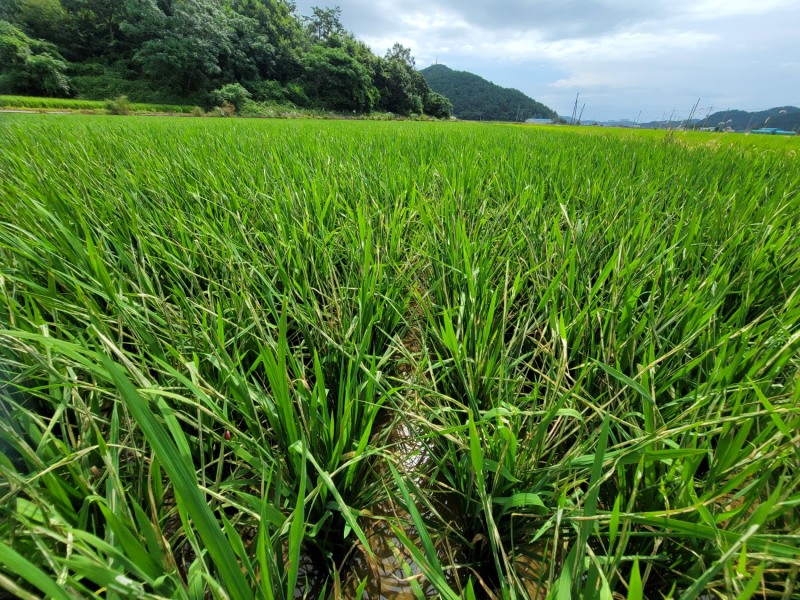 벼농사 혹명나방 방제 / 사진=진도군 제공