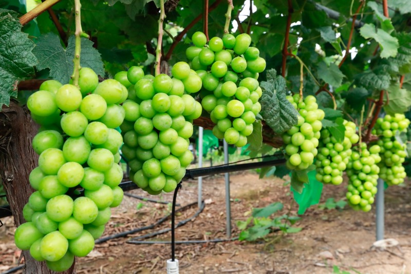 완도자연그대로 해변 포도 (사진제공 = 완도군)