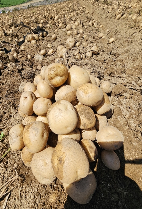 사진 = 여름감자 고랭지 씨감자 수확 / 강원대학교 제공